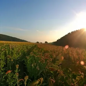 Атмосфера утреннего солнца и её влияние на настрой
